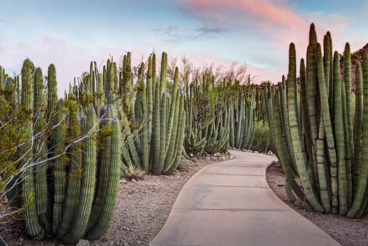 Organ pipe cactus path